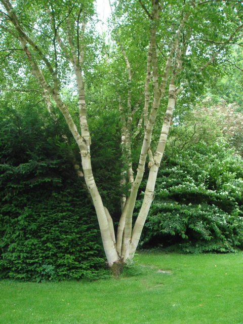 Betula ermanii